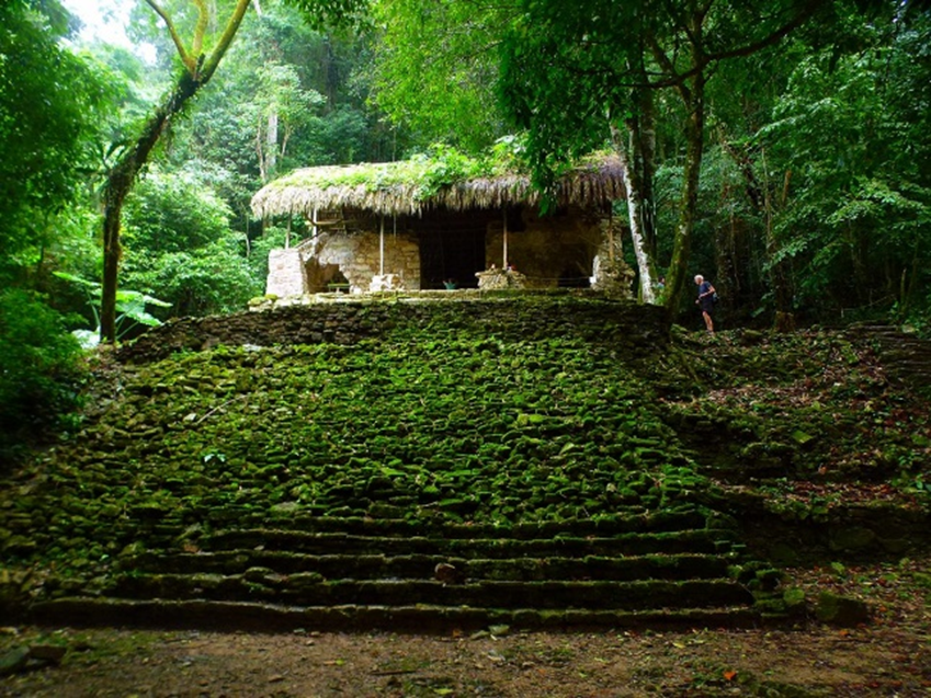 Palenque jungle